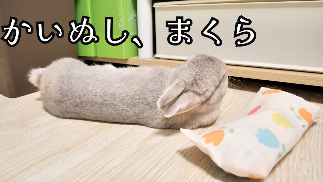 横になりながら頭だけ上げて枕を持ってくるよう要求するうさぎさんが王様すぎるｗｗｗ