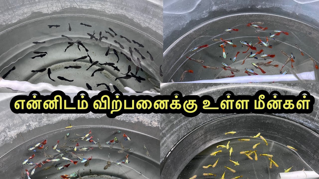 என்னிடம் விற்பனைக்கு உள்ள மீன்கள்|ExoticGuppy|All In Our Fishes|Sales Video|Aquarium#petslovechannel