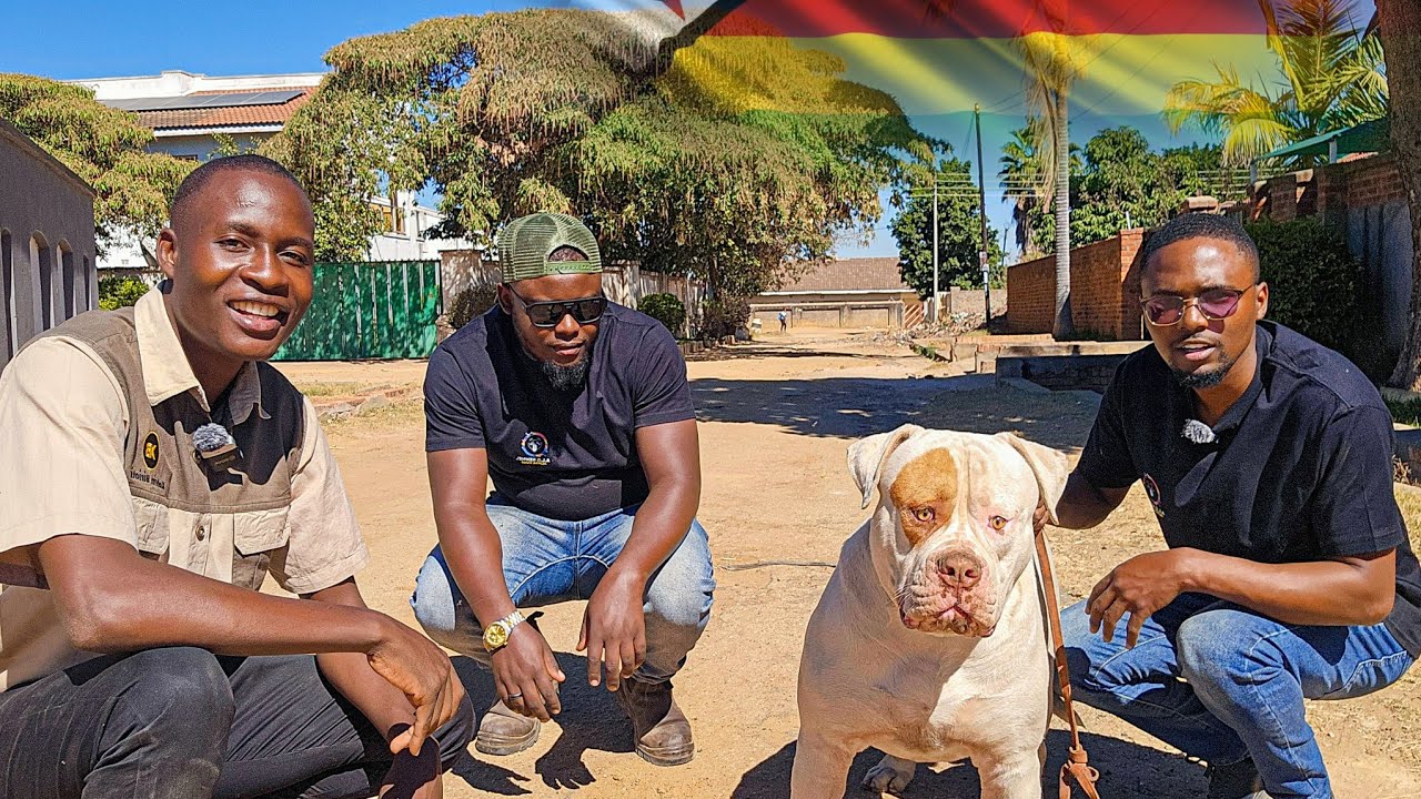Inside The Lucrative and Dangerous Business of Dog Breeding