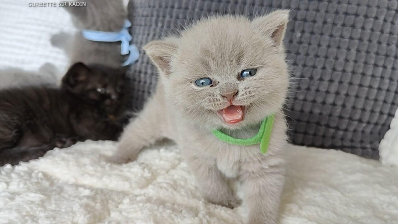 YAVRU KEDİLER NE KADAR S&Uuml;RE ANNE S&Uuml;T&Uuml; ALMALIDIR 🐾🍼🐱YAVRU KEDİLERDE ANNE S&Uuml;T&Uuml;N&Uuml;N &Ouml;NEMİ VE S&Uuml;RESİ 🐱💙🍼