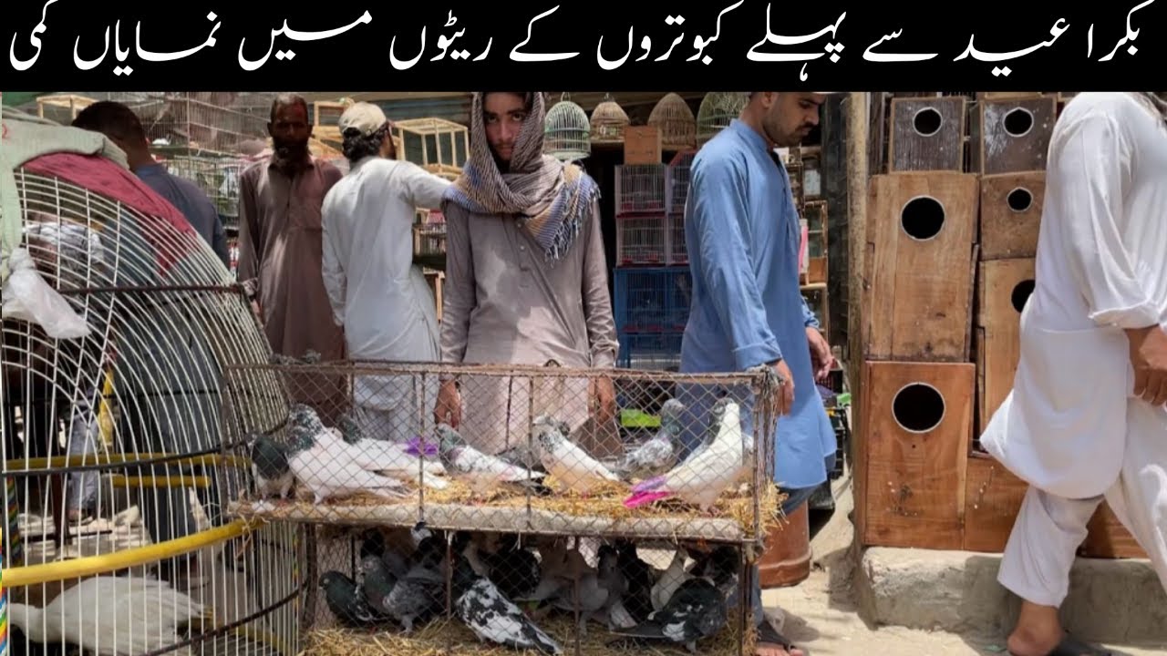 Kabootar Market Lalukhet Sunday Video Latest Update 25-5-2025 in Urdu/Hindi