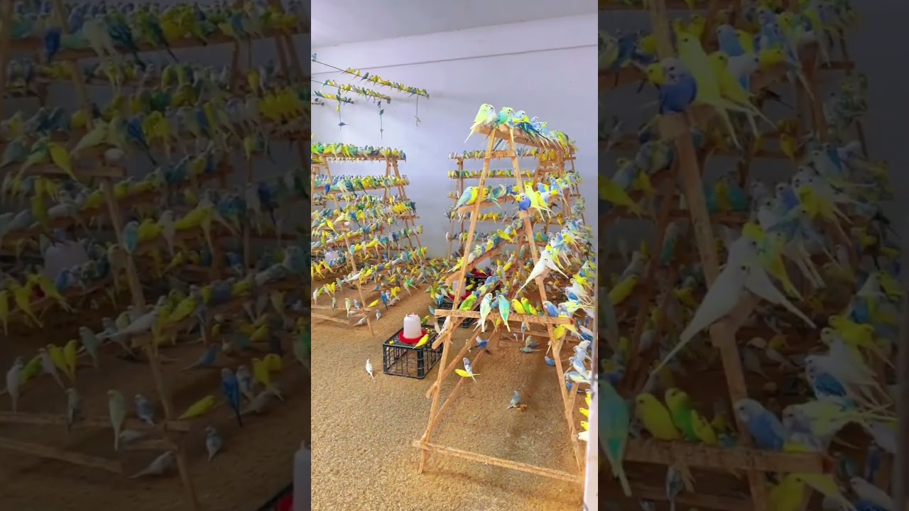 This is a medium-sized parrot farm. #parrots #birds #parrot #lovebirds #cute #pets #shorts