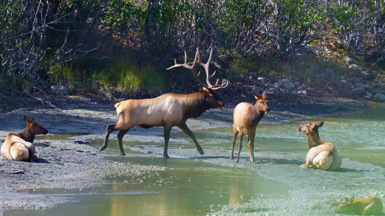 One Magnificent Bull Elk's Journey Through the Elk Rut