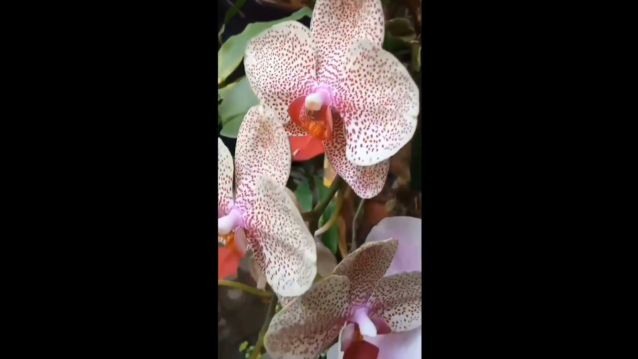 Orchids around the corner of the house🏠🏡