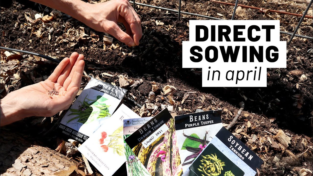 April planting in the vegetable garden! (Direct sowing + transplanting, zone 7) GroundedHaven