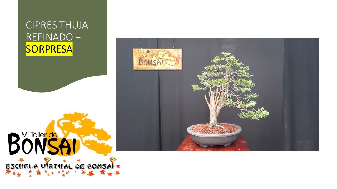Cipres Thuja REFINADO + SORPRESA