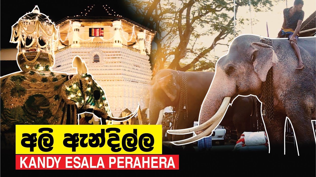 අලි ඇන්දිල්ල | ශ්‍රී දළදා පෙරහැර 2023 | Kandy Esala Procession | Machang Ceylonians