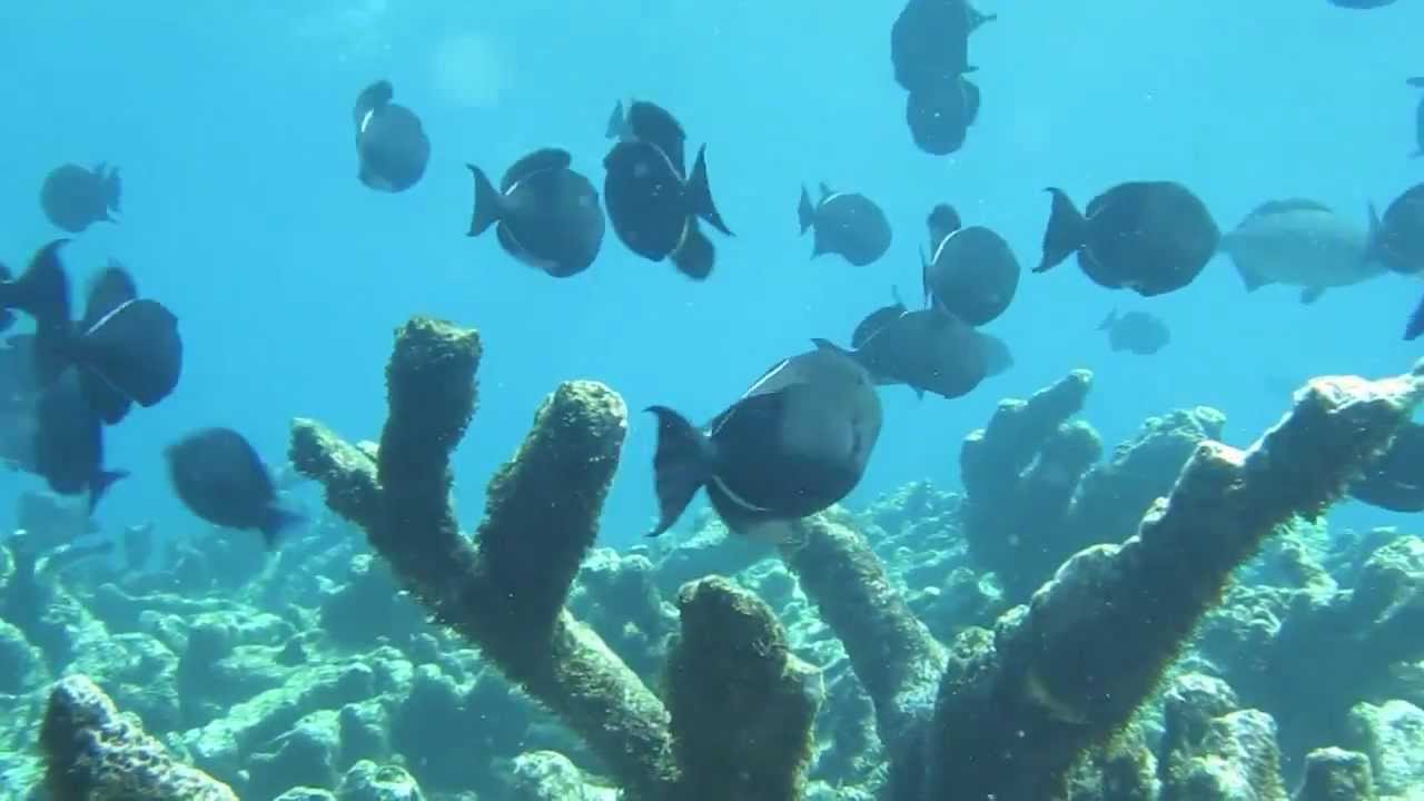 Antigua Shipwreck and Cades Reef Snorkeling Adventure with Captain Nick