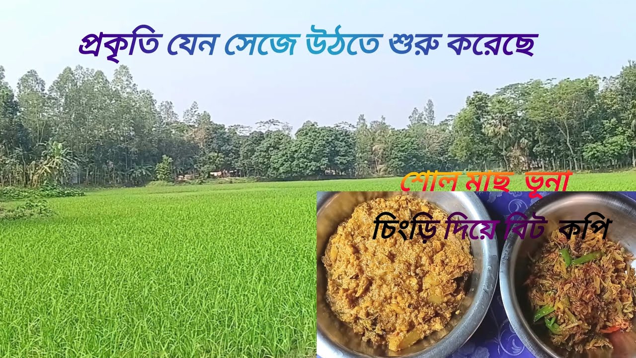 আজকের মেন্যু চিংড়ি দিয়ে বিট কপি ভাজি ও শোল মাছ ভূনা| Village bangla vlog | Village cooking 