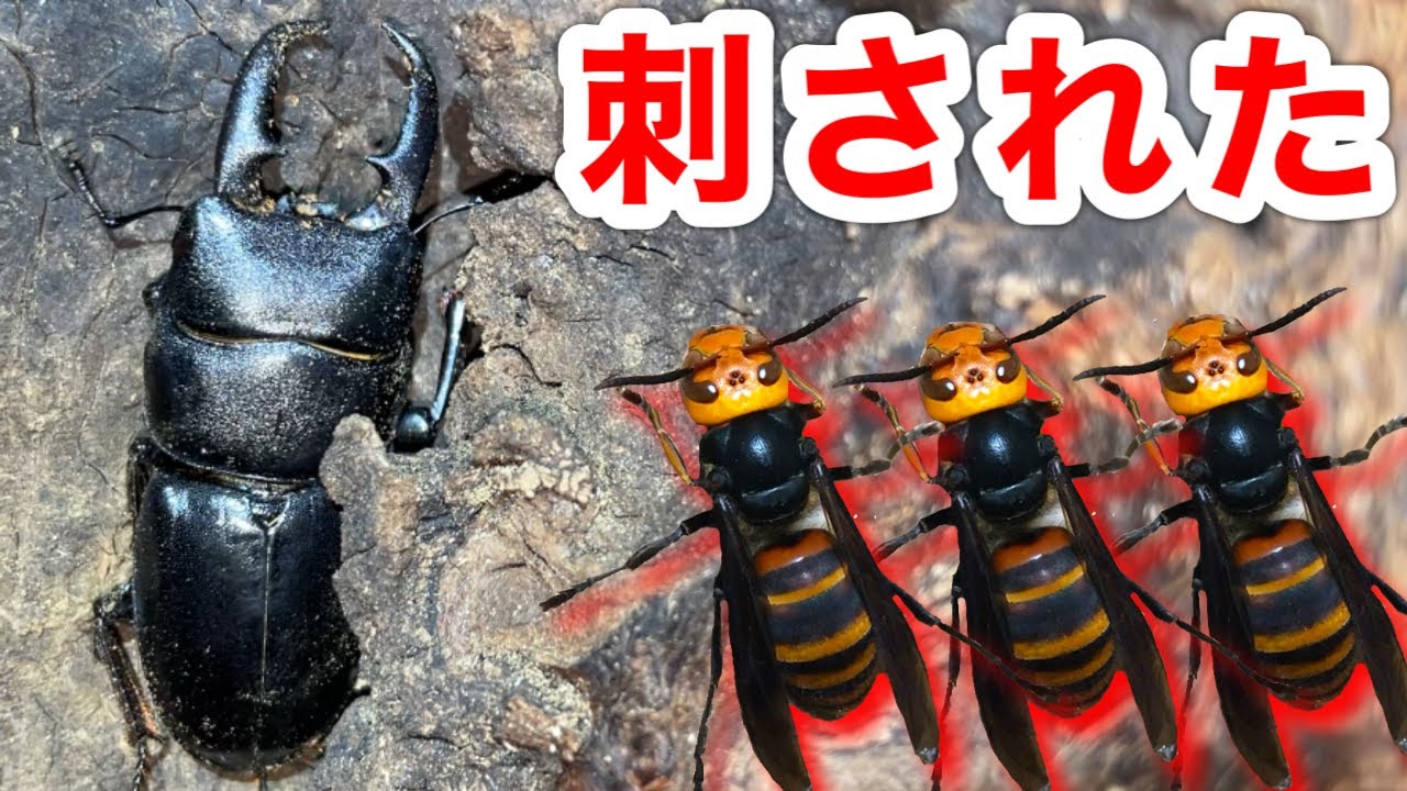 【クワガタ採集】秋でもクワガタいっぱい採れたから調子乗ってたらスズメバチに襲われました。。
