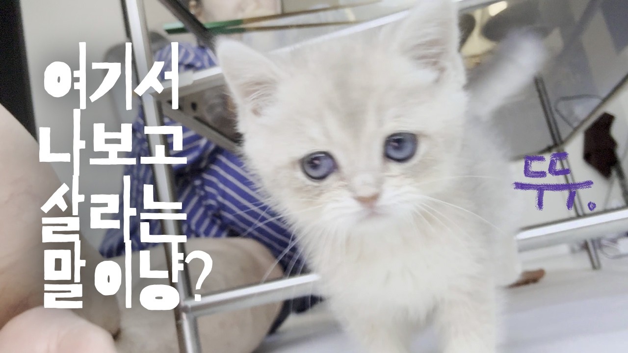 🐾다시 돌아온 아기 브숏 두두!🐱 이번엔 밥을 먹어줄까?”🍚 #브리티시숏헤어