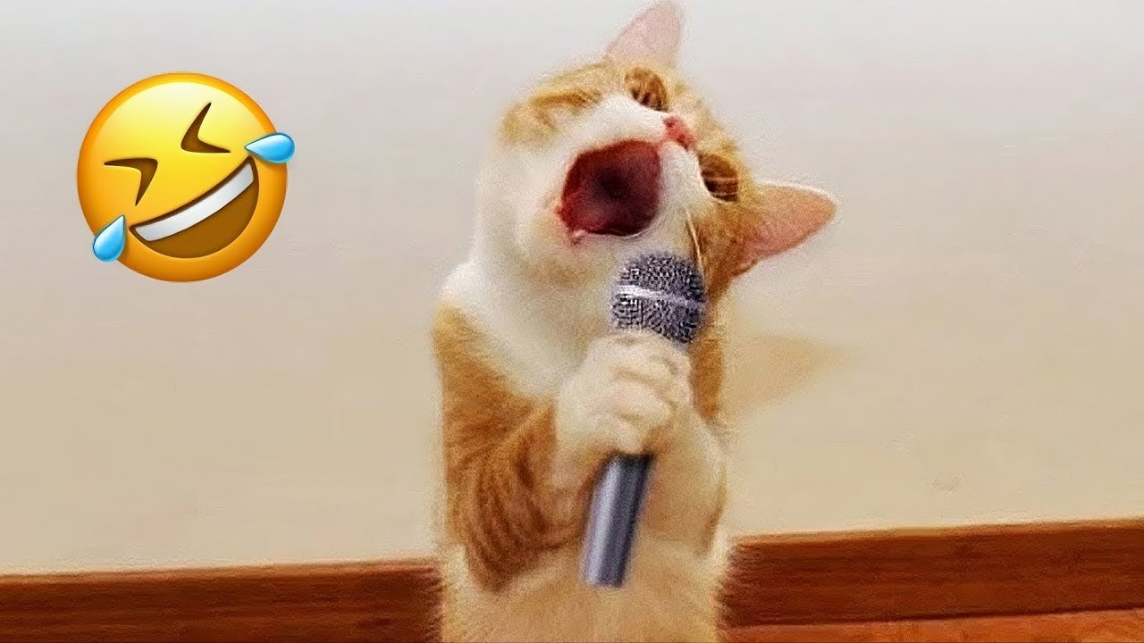 Смешные животные заставят вас умирать от смеха 😂