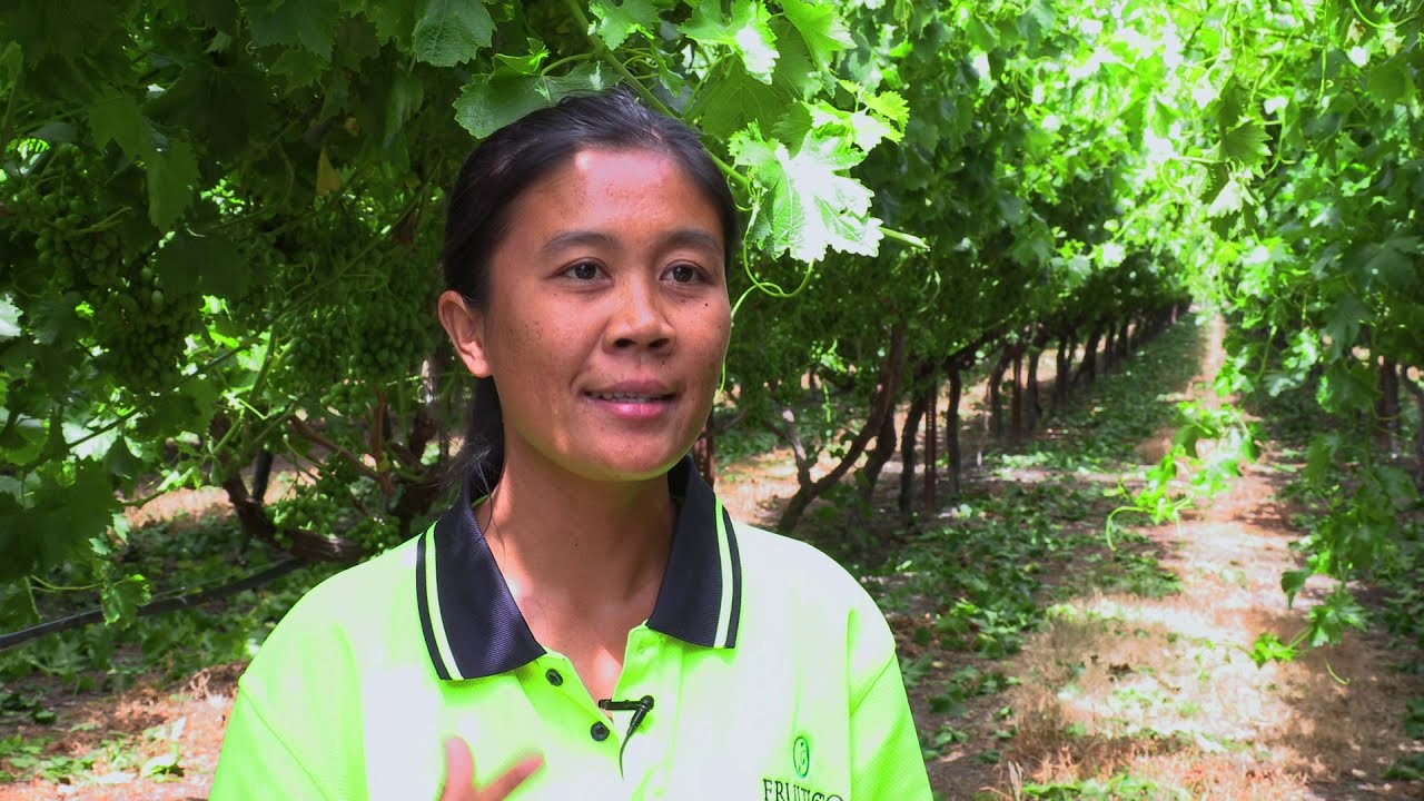 A Day on a Table grape vineyard