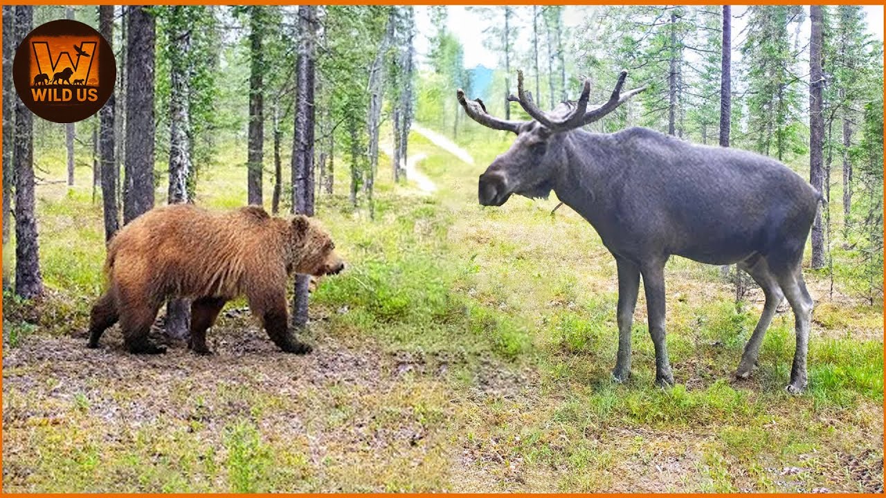 Most Terrifying Grizzly Bear Attacks Ever Recorded | Wild Animals