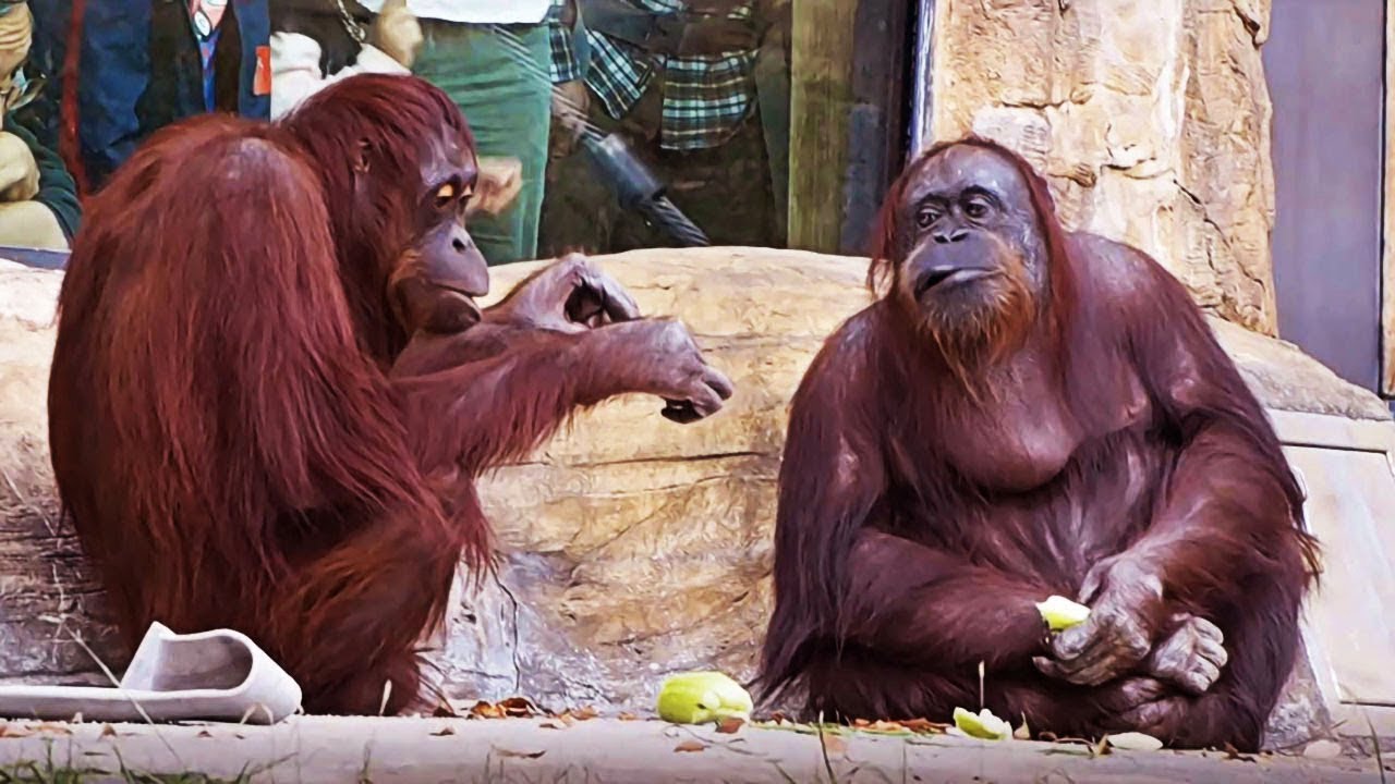 Funny Monkeys That Will Make You Laugh Hard! 🤣🐵 Best Animal Moments Compilation