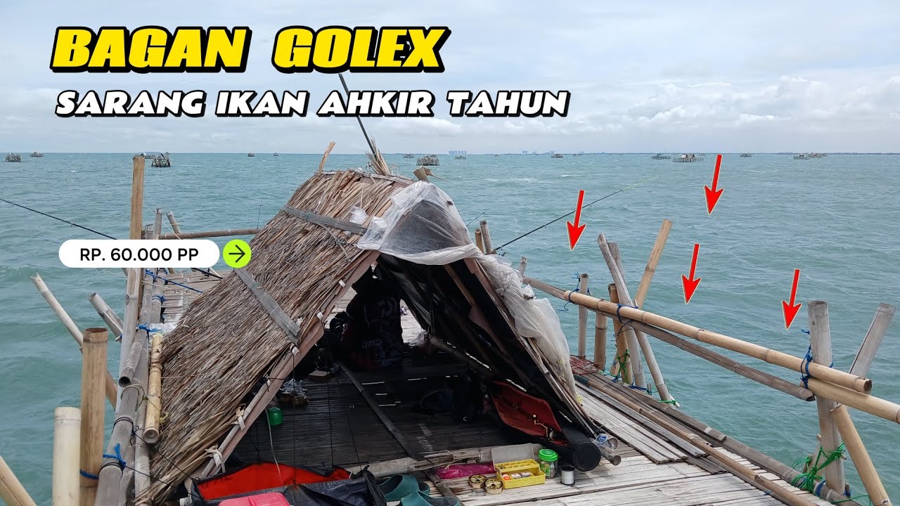 Rela beli umpan mahal mahal..  buat mancing di bagan tua ||  bagan golex 60.000