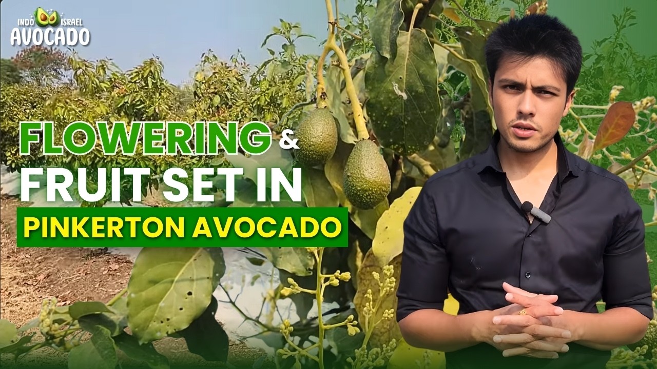 Flowering & Fruit Set in Pinkerton Avocado🥑| Call +91-6268643227 | Indo Israel Avocado Vlog 215