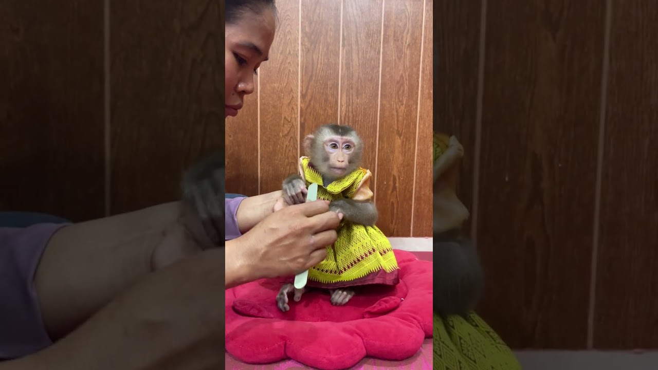 Smart Family Monkey