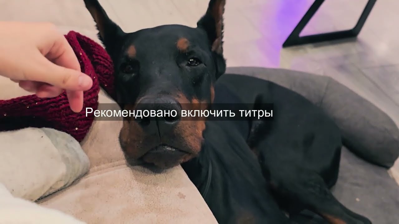 Hobby Dober#1 Sophie Hood Doberman Kaha and unpacking