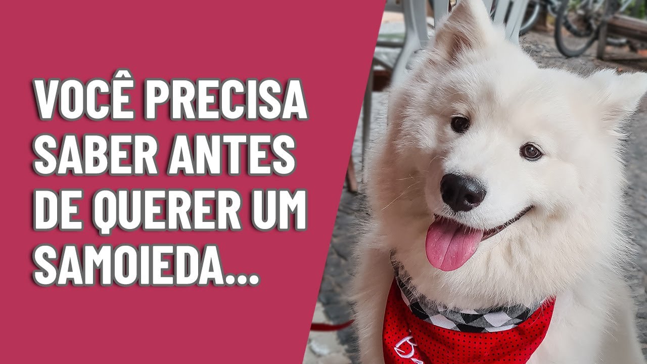 Você PRECISA ver esse vídeo antes de levar um Samoieda pra casa!