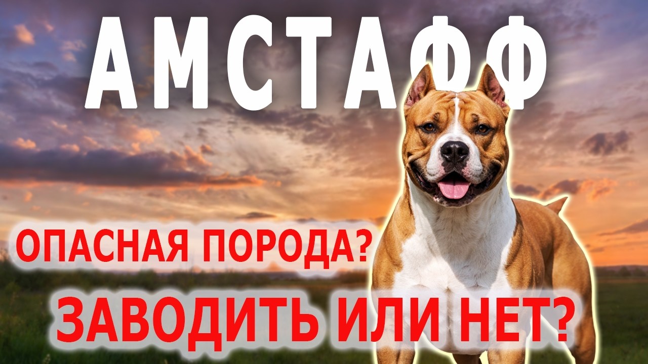 Стоит ли Заводить Амстаффа? Вся Правда о Породе | Собаковедение