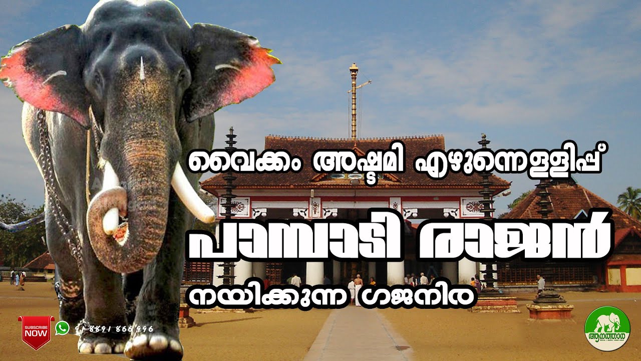 Vaikom Ashtami Ezhunnellip|വൈക്കം അഷ്ടമി എഴുന്നെള്ളിപ്പ്|aanatthaara|ആനത്താര