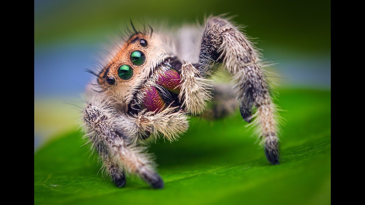 Kawaii Phidippus Jumping Spider – Phidippus Regius (Amazing Details!)
