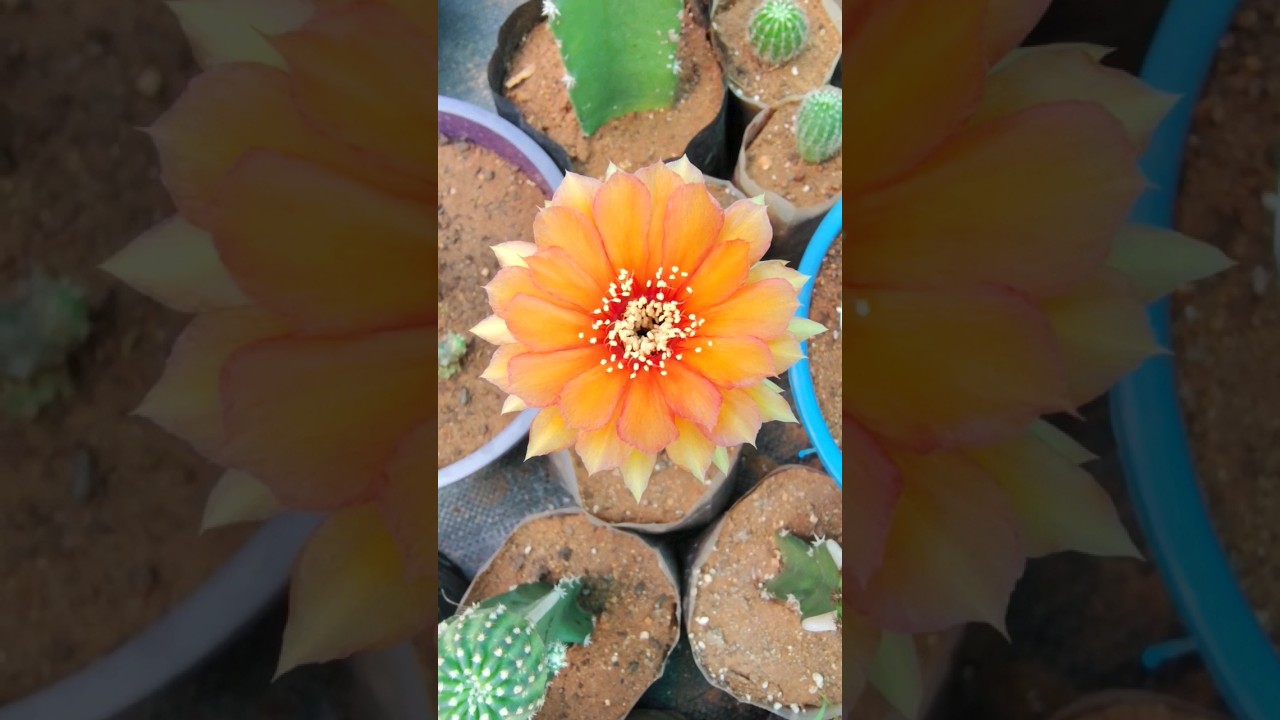 blooming 🌸🪴#cactus #cactusbloom #plants#gardening#plantsale#homegarden #greenlove