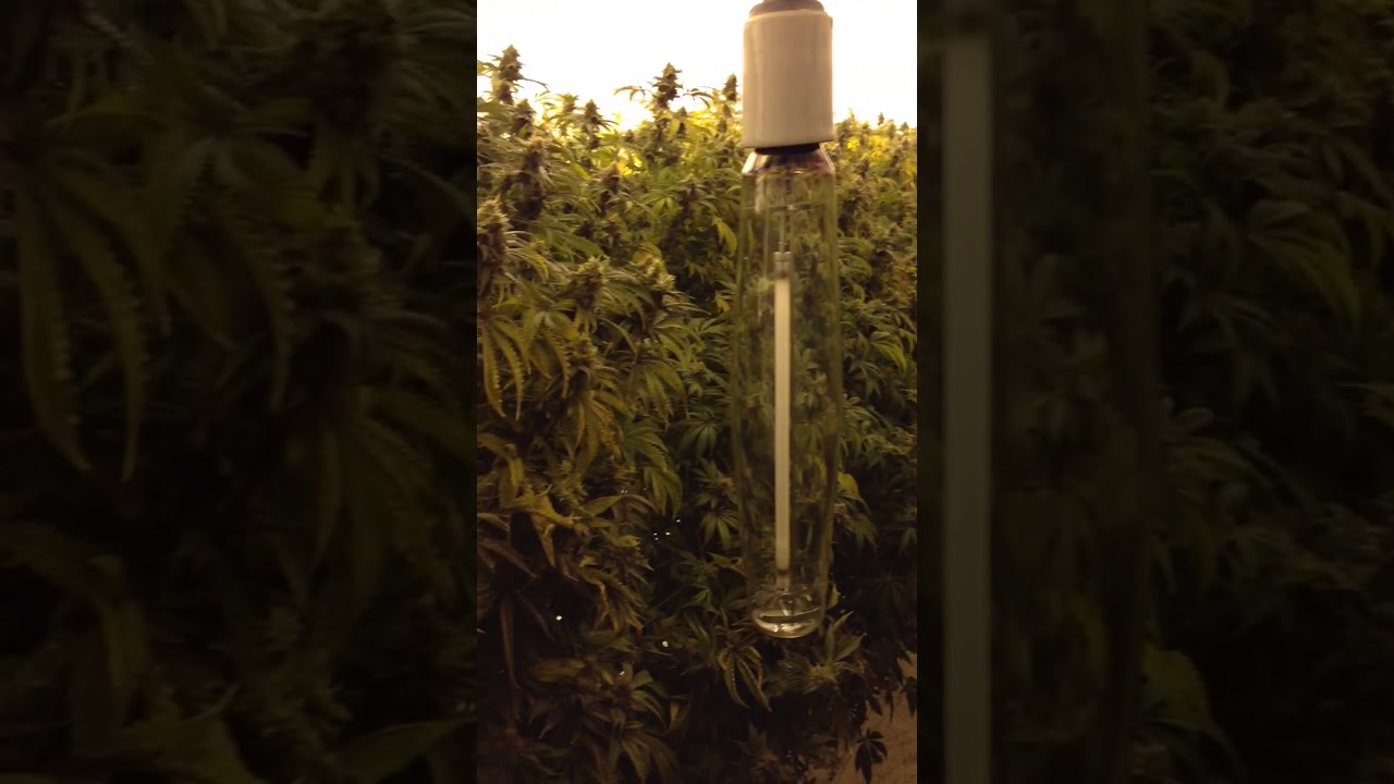 Grantstand vertical garden