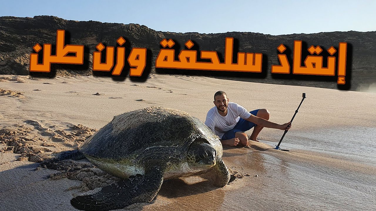 إنقاذ سلحفاة عملاقة  - Saving gigantic Turtle in Oman