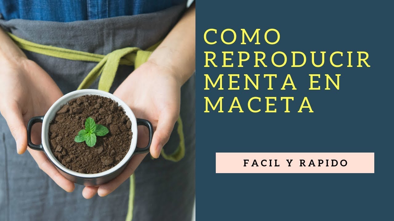 Como Reproducir Menta En Maceta 2025//cultivo de menta//plantar menta