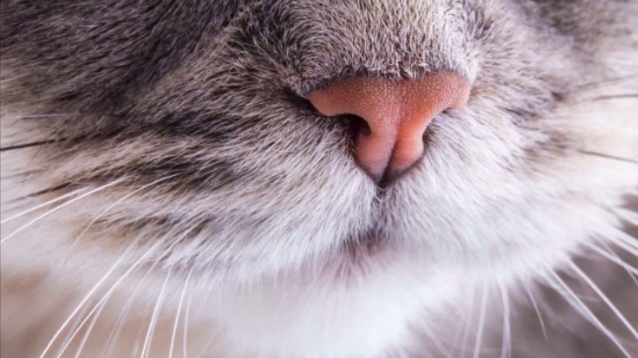 Polymer clay CAT NOSE for felted cat