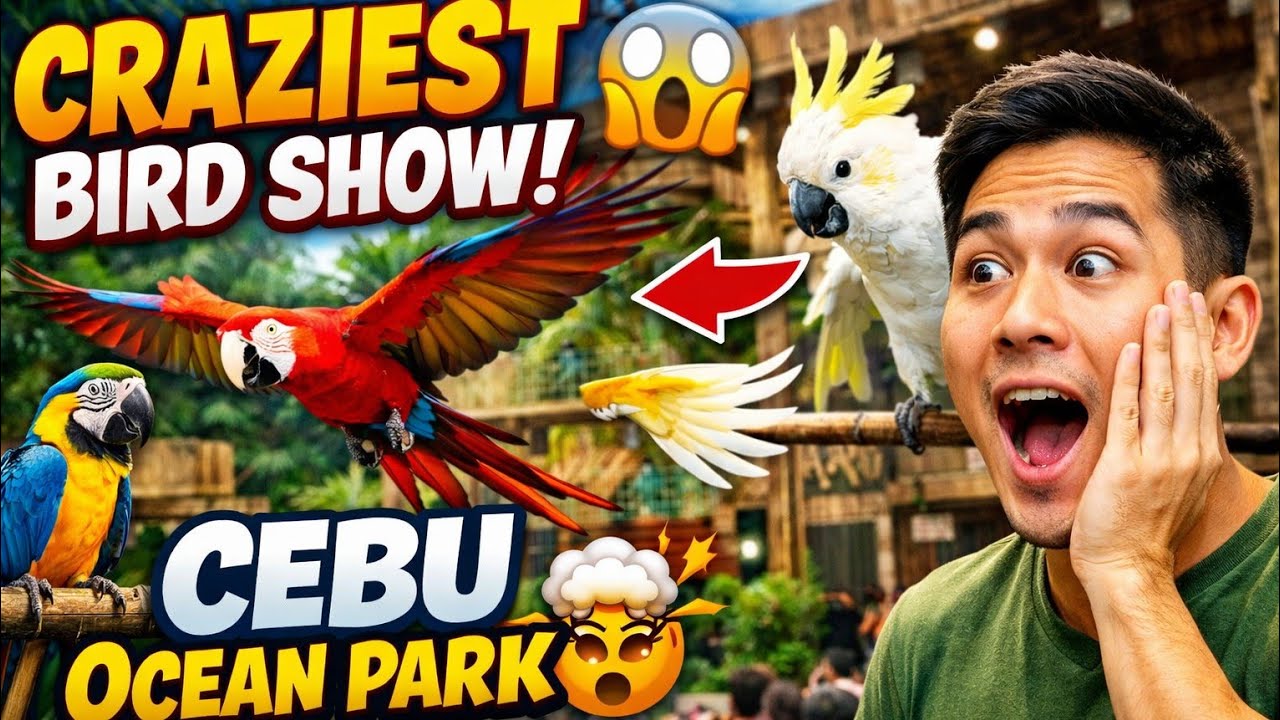 Я совершенно не была готова к этому птичьему шоу в океанариуме Себу! 😱🐦