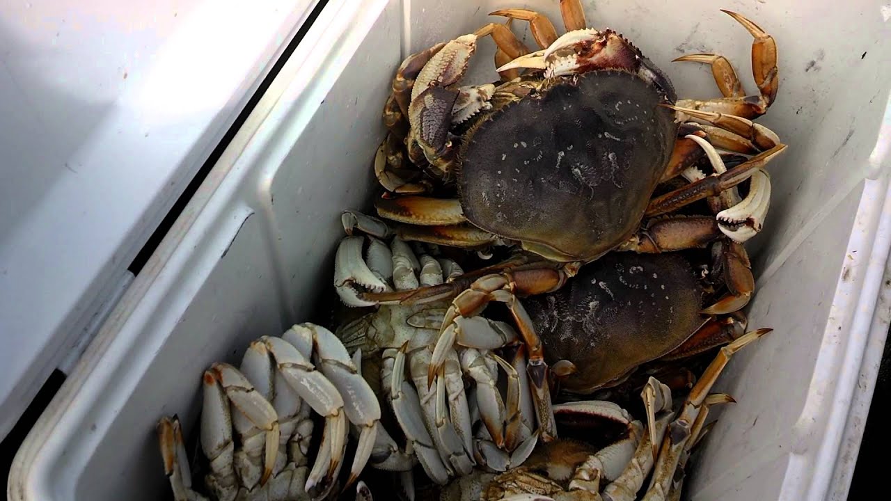 How to catch Dungeness crab from a boat in the bay.....crabbing Oregon
