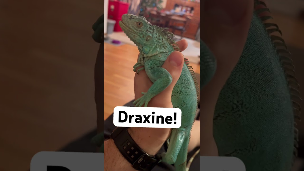 Blue iguana🦎#blueiguana #foreveryone #reptiles #iguanalove #iguanakeepers #callingallsmallyoutubers