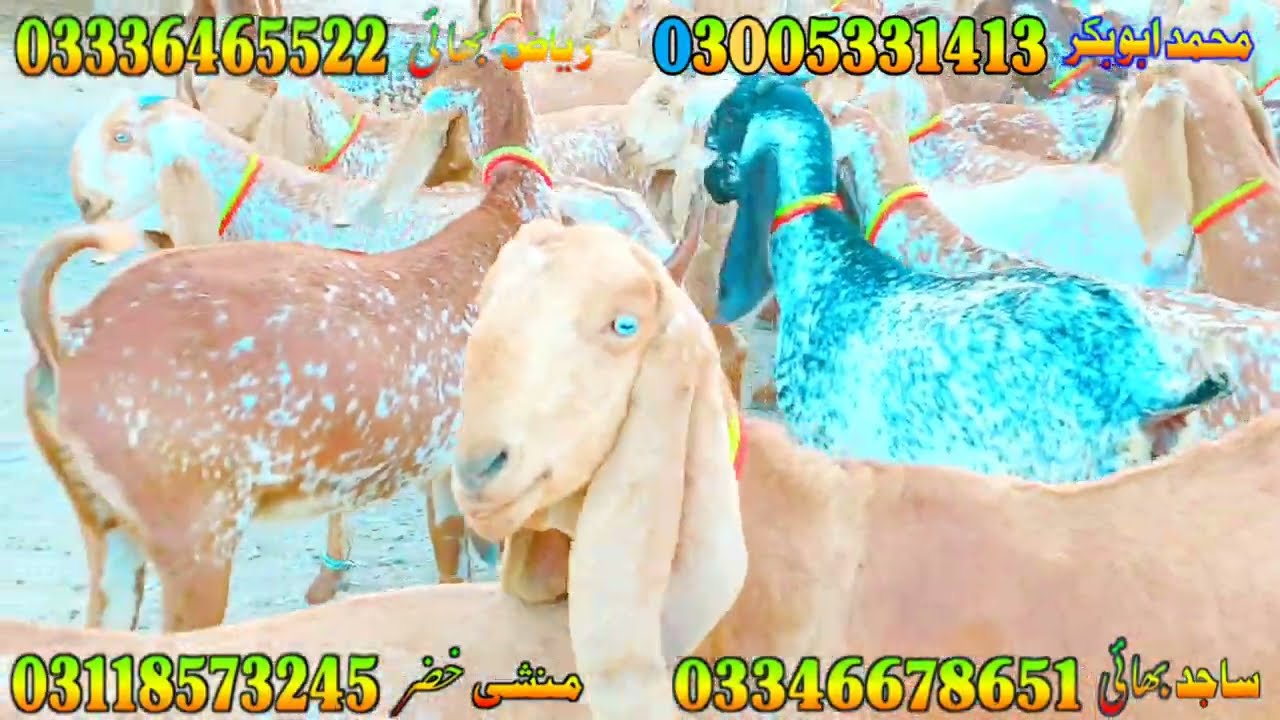 makhi cheeni praignint goats at bismillah Goat Farm.  11.12.22 goat farming in Pakistan  goat farm