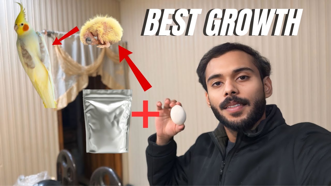 How to Make Hand Feed 100x Healthier For Chicks 😍! 
