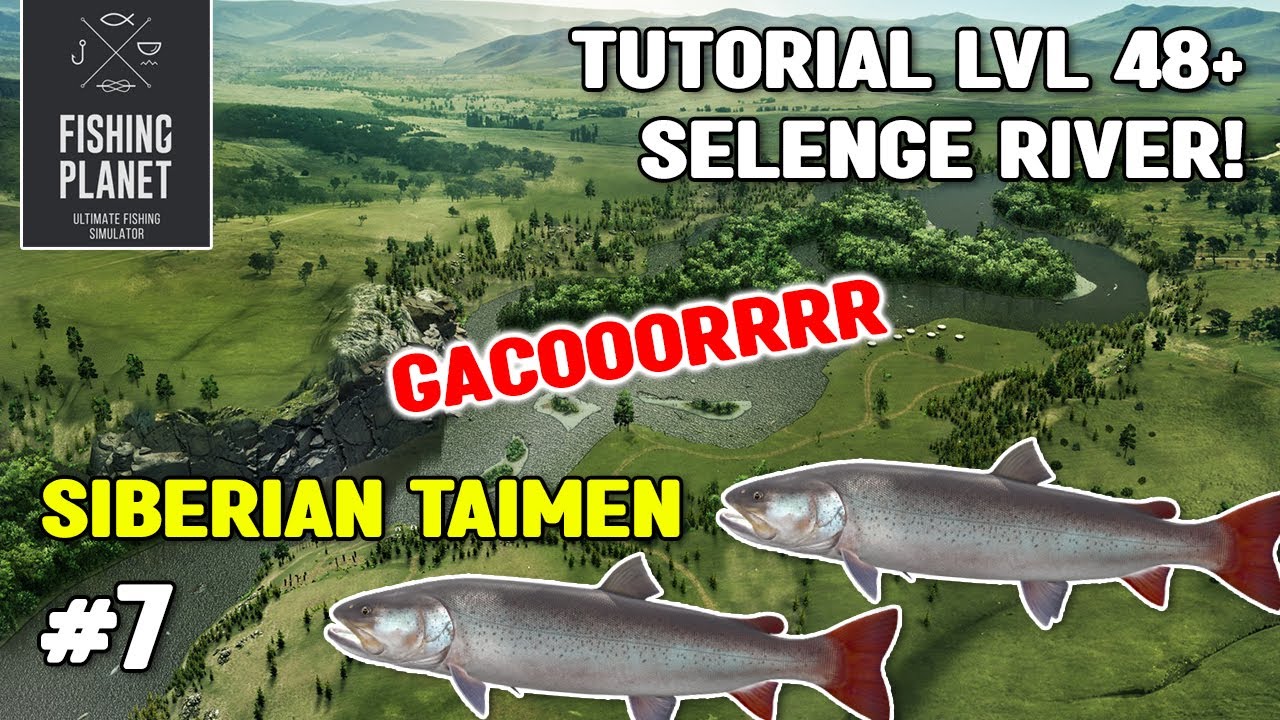 TUTORIAL MANCING SIBERIAN TAIMEN SELENGE RIVER LV 48+ | FISHING PLANET (Bahasa)