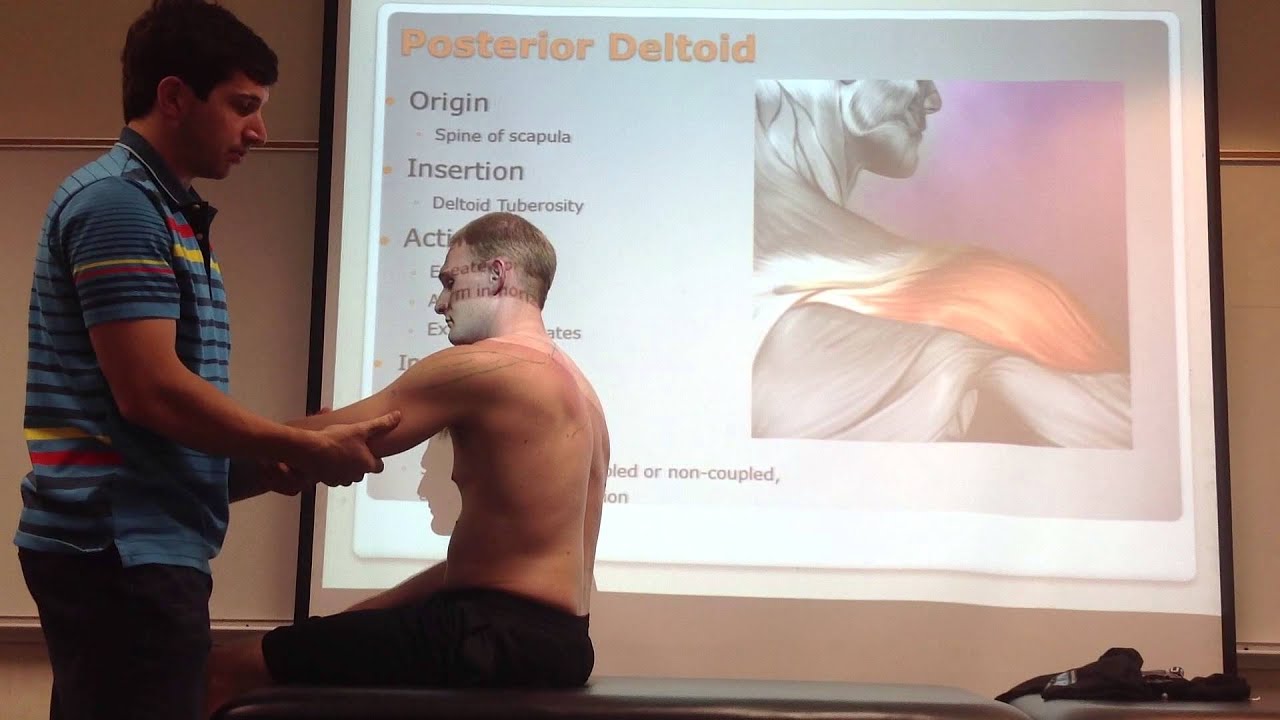 Posterior Deltoid: Palpation, Manual Therapy and Stretch