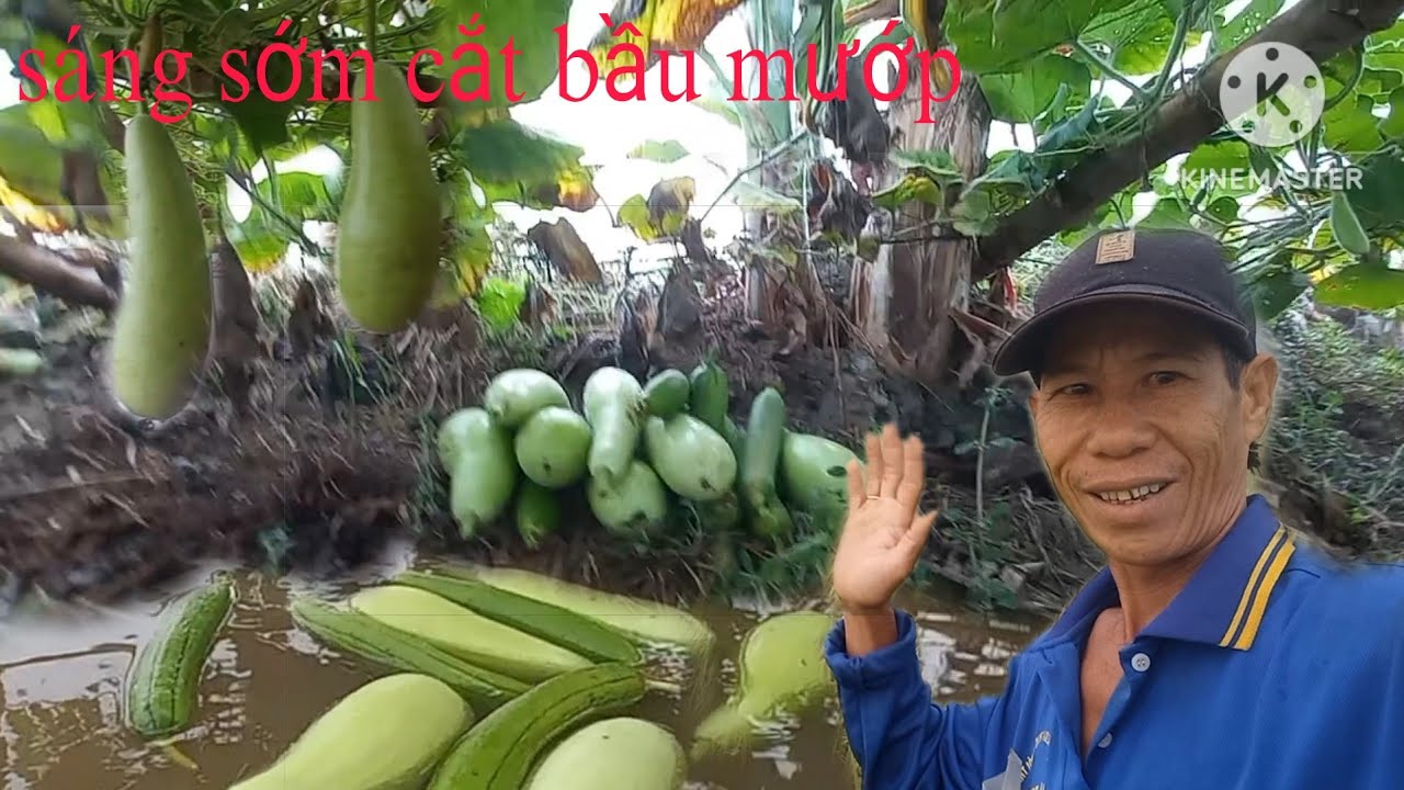 Sáng sớm lội mương thu hoạch bầu mướp quá lạnh|Cao Đỏ Vlog 
