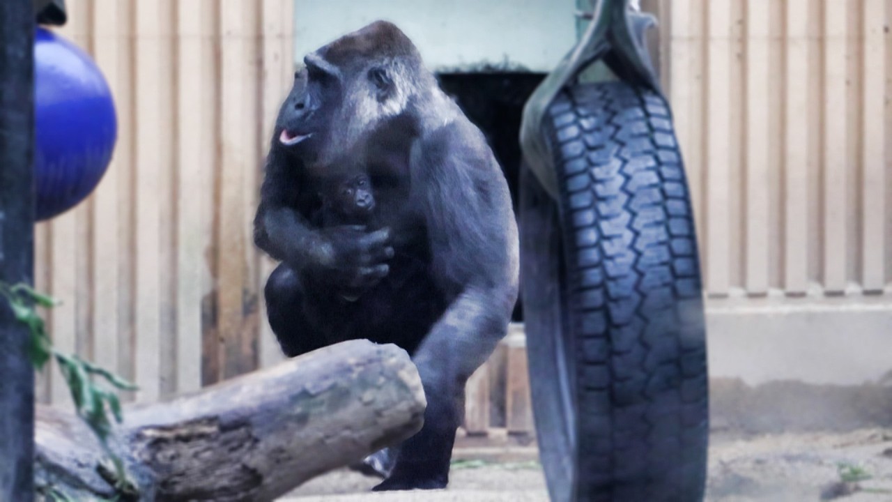 ママとぴったり、赤ちゃんゴリラの朝の外出｜京都市動物園｜撮影日2026.2.25｜【きょうのゴリラ】