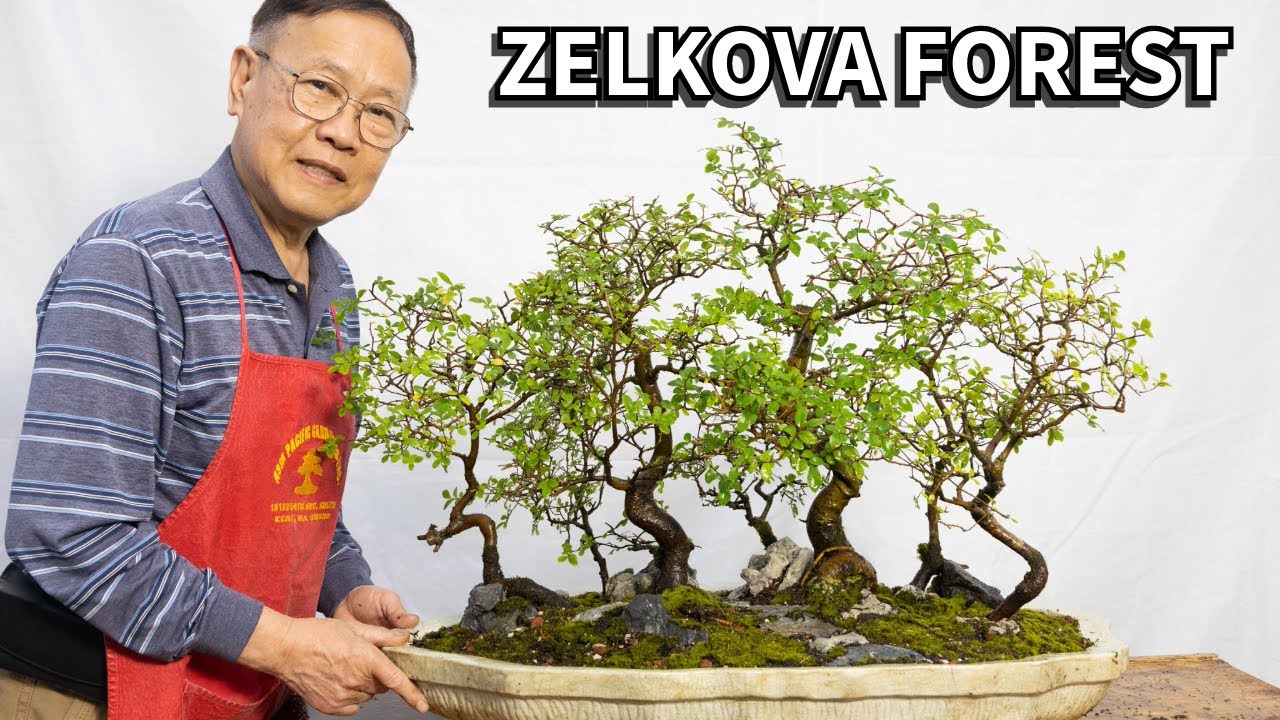 How to create a Chinese Elm (Zelkova Schneideriana) forest grove Bonsai, Penjing style!
