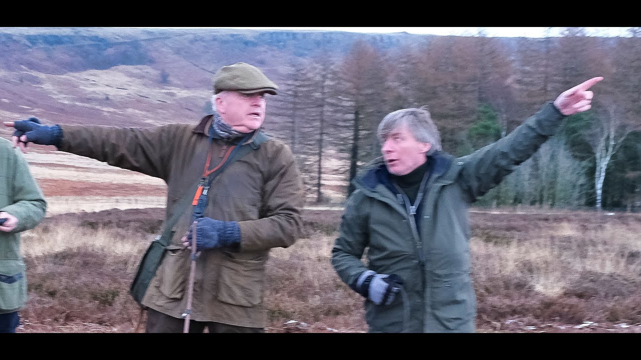 Irish Setters Hunt Grouse In England
