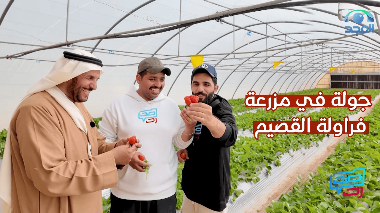 من قلب القصيم: جولة بين الفراولة والتوت في البكيرية 🍓