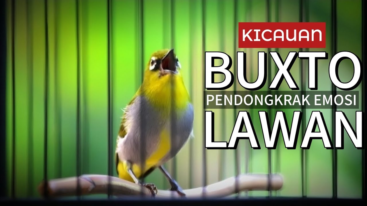 PLECI BUXTO GACOR🔥PANCINGAN PLECI BAHAN,PANCINGAN  PLECI MALAS BUNYI,PLECI GACOR