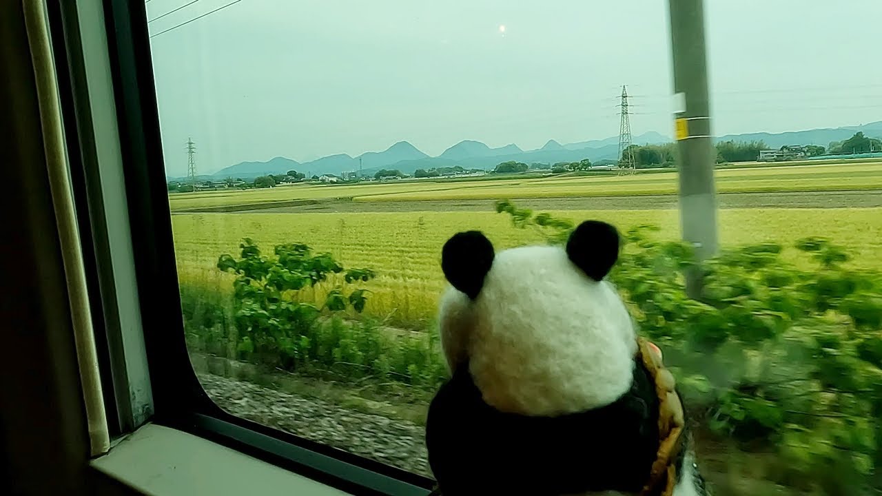 特急ソニックに乗るタンタン🐼 小倉から別府へ向かう🚄 【４】 #2022年5月19日 globe KEIKO hometown visit tour 2022 Usuki + Hakata