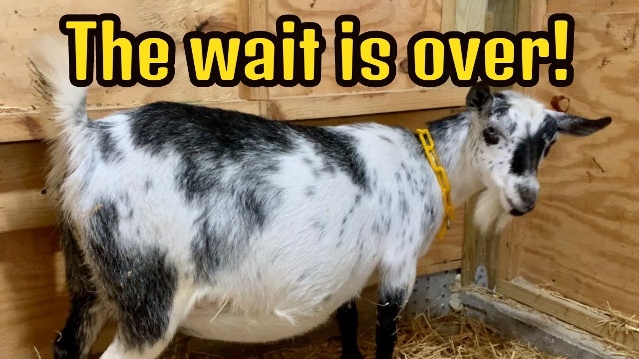 Nigerian Dwarf Goat Gives Birth