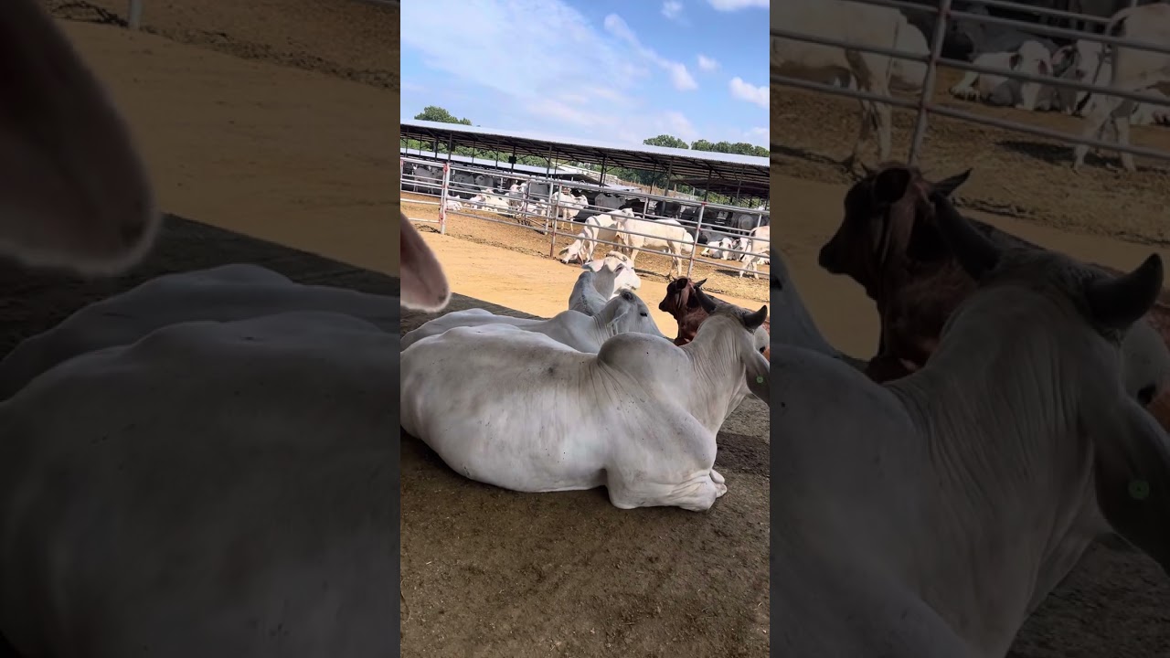 FARMLIFE: The BRAHMAN HEIFERS at LE FERME (The Farm) of MRL 7-Stars Ranch