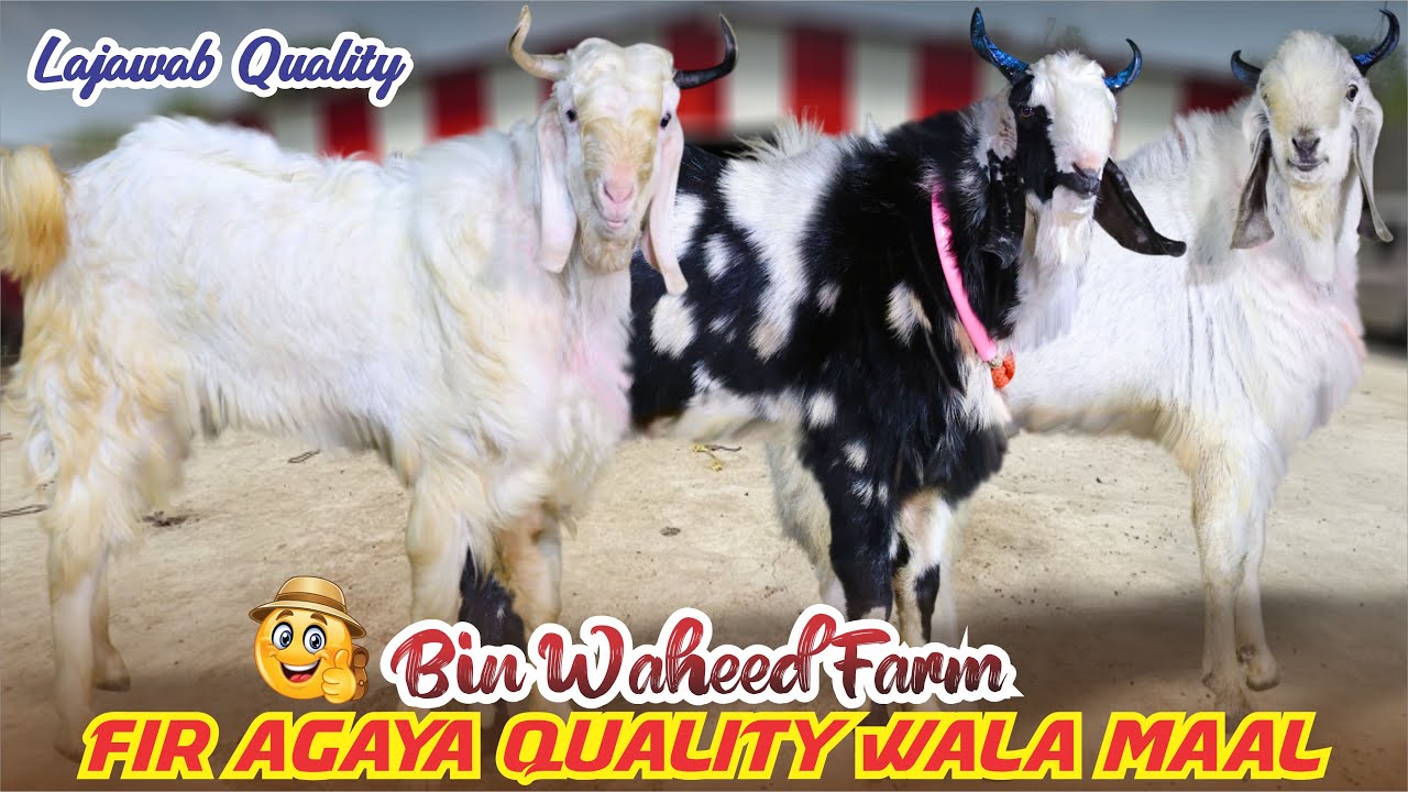 Fir Agaya Quality Wala Maal At Bin Waheed Farm