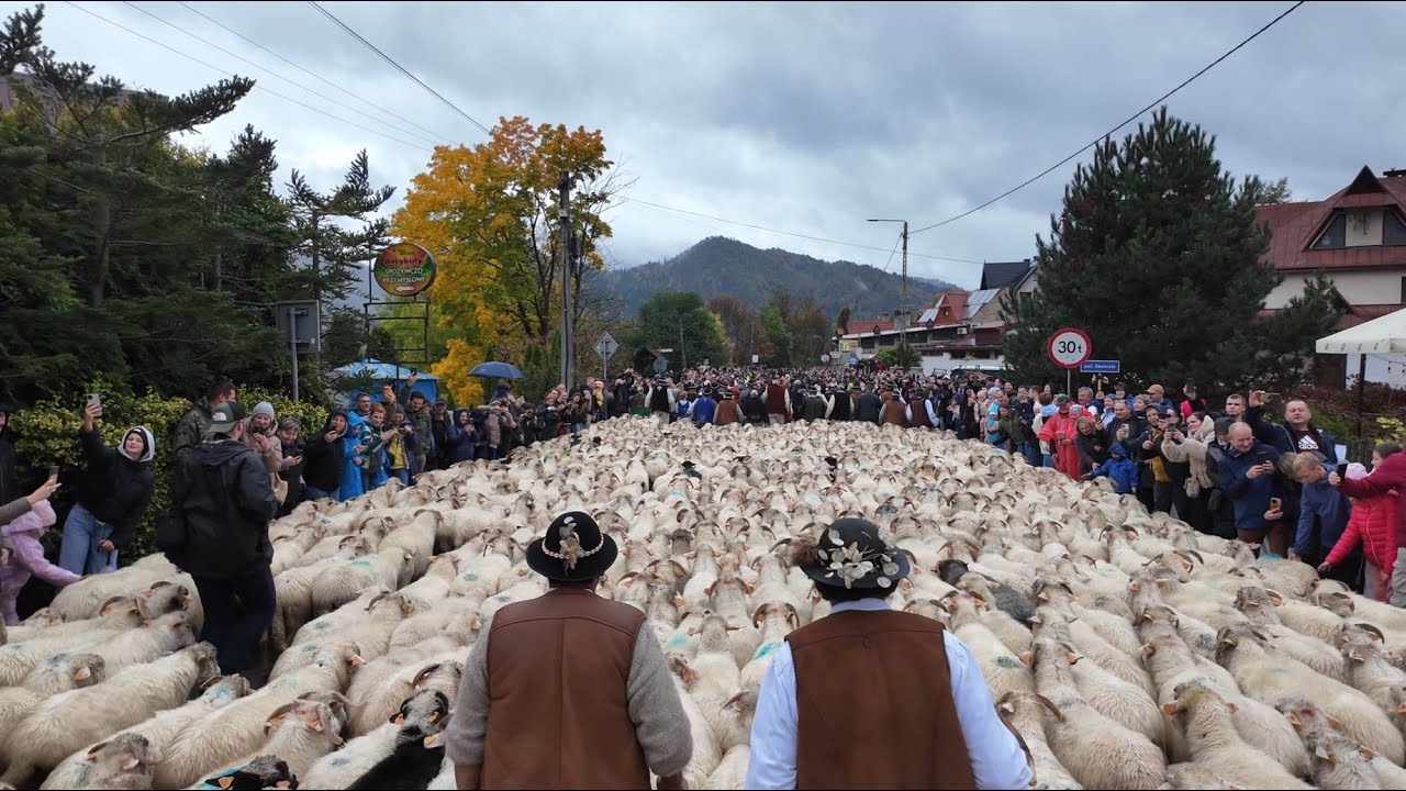 Redyk Jesienny Szczawnica 2025